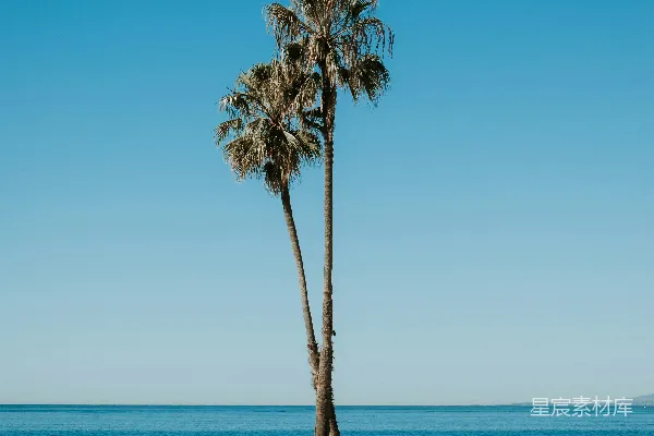 高清摄影 海滩上一棵棕榈树，背景是大海。