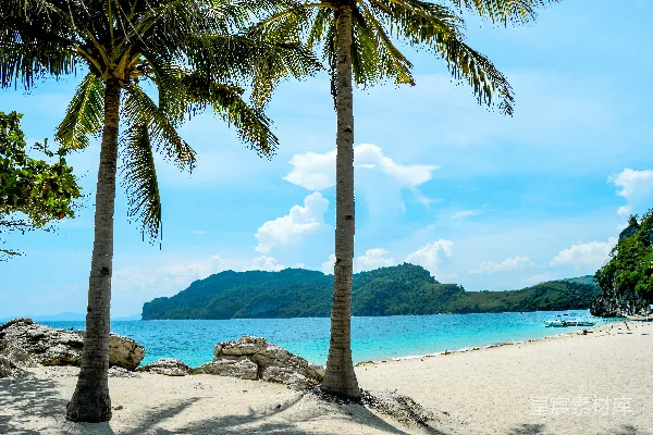 高清摄影 海滩边白天棕榈树上的景象
