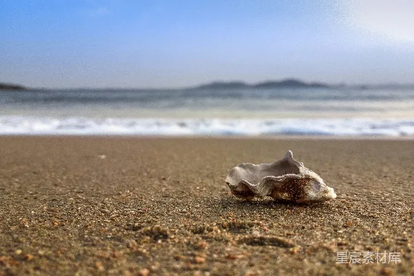 高清摄影 海边贝壳的特写摄影