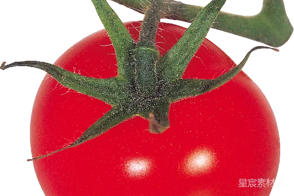 元素素材 番茄