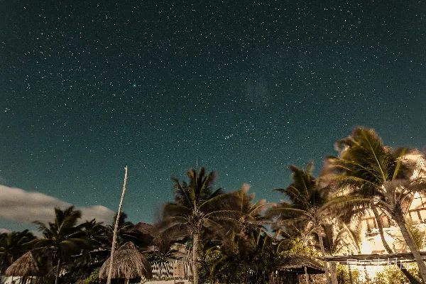 高清摄影 海岸边星辉下的棕榈树