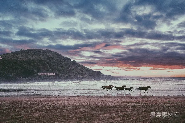 高清摄影 四匹黑马在海边白天的景象