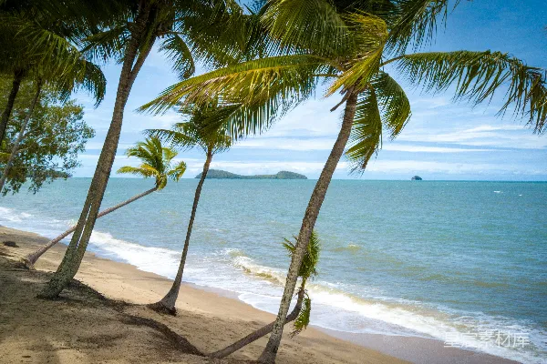 高清摄影 海边白天棕榈树