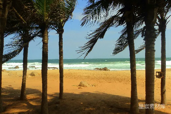 高清摄影 白天海滩边棕榈树环绕的场景