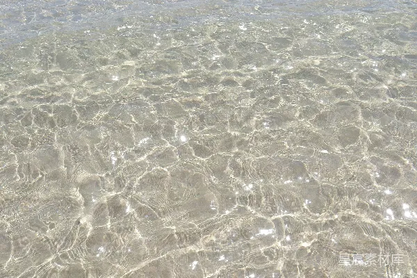 高清摄影 一只鸟站在浅水里