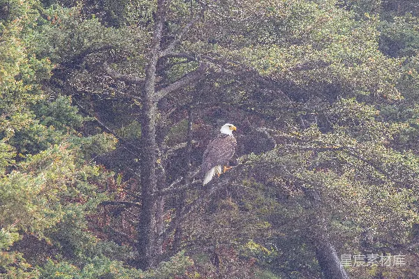 高清摄影 森林中一棵树上的一只鹰