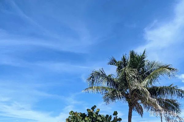高清摄影 几棵棕榈树坐在一片沙滩海滩上