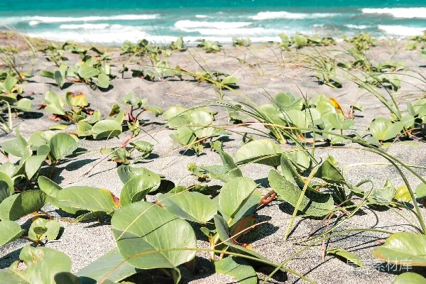 高清摄影 一片覆盖着许多绿色植物的海滩紧挨着海洋