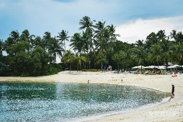 高清摄影 一片沙滩上有棕榈树和遮阳伞的场景