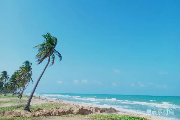 高清摄影 海滩上的一棵棕榈树，背景是大海。