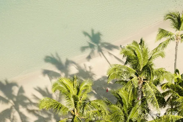 高清摄影 一棵椰子树环绕的海滩和水中的小船