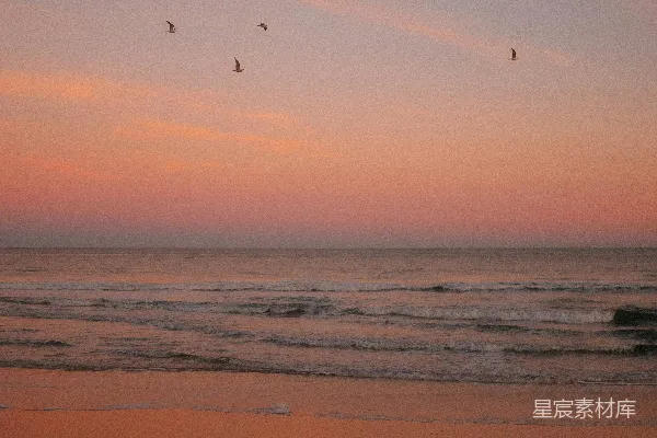 高清摄影 夕阳下海面上飞翔的鸟儿