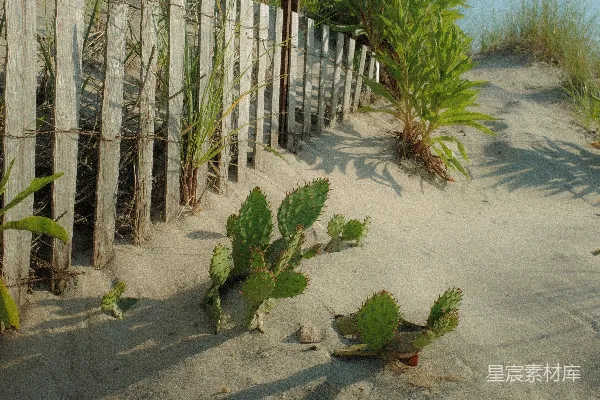 高清摄影 海边一道栅栏和一些植物