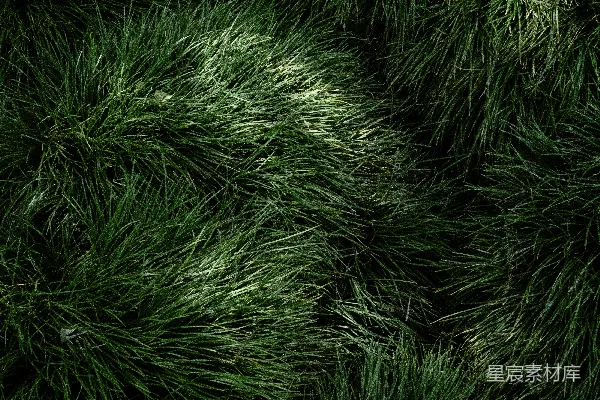 高清摄影 一些草的特写镜头