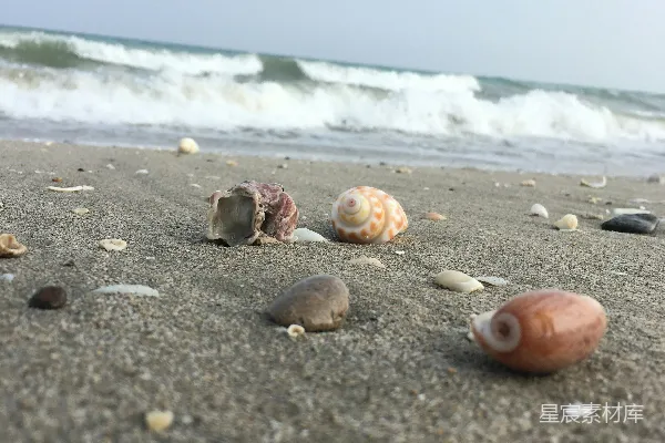 高清摄影 海边沙滩上几只贝壳