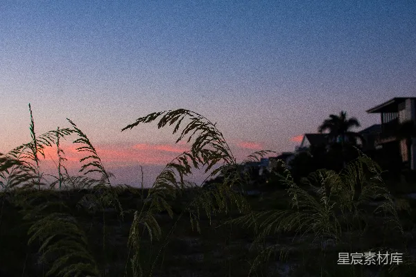 高清摄影 夕阳西下，一片茂密的草场。
