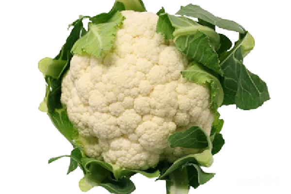 元素素材 西兰花