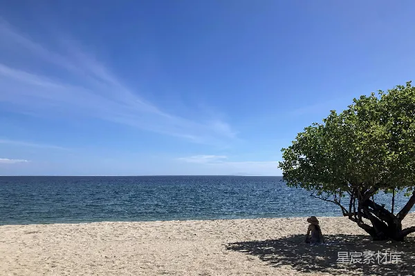 高清摄影 海滩、蓝天和一棵树。
