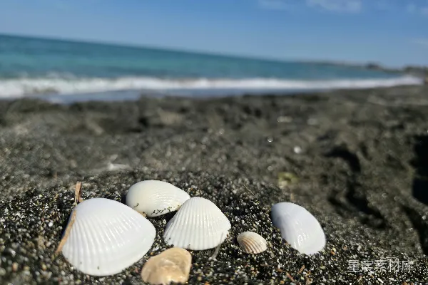 高清摄影 白海螺点缀在暗色的沙滩上，波浪拍打着海岸。
