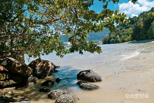 高清摄影 树下的海滩上有石头和水