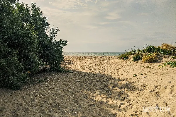 高清摄影 海边棕地上白天绿树附近