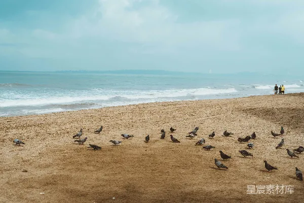 高清摄影 海滩上的鸟群