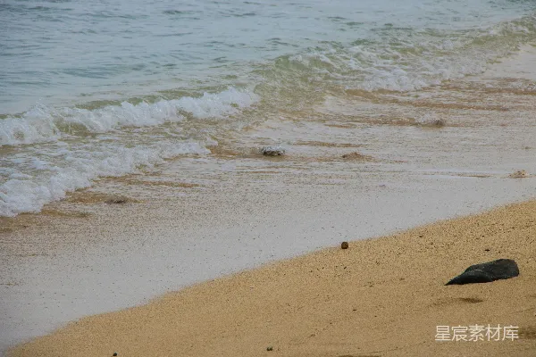 高清摄影 海滩上一只鸟站在海边