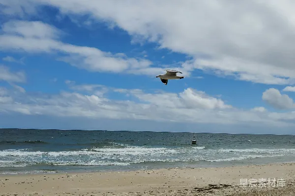 高清摄影 海鸥在海边上空飞翔