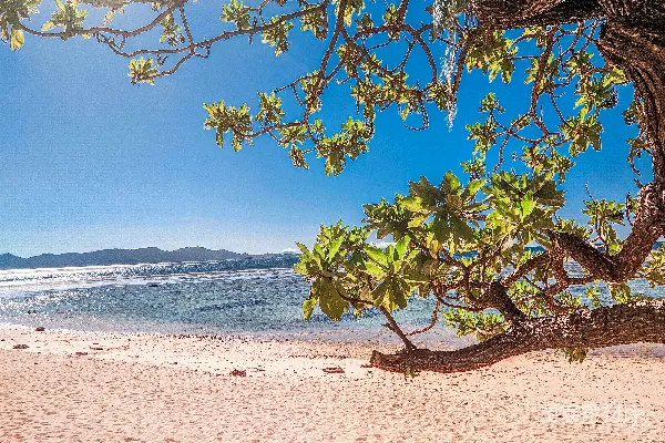 高清摄影 海边一棵树，背景是海洋。