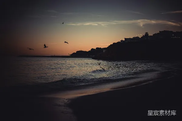 高清摄影 夕阳下海面上飞翔的信天翁