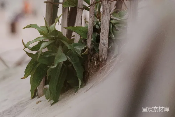 高清摄影 一个植物的特写镜头