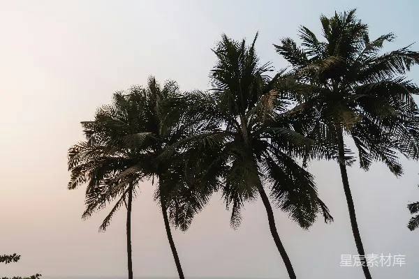 高清摄影 海滩上棕榈树随风摇曳