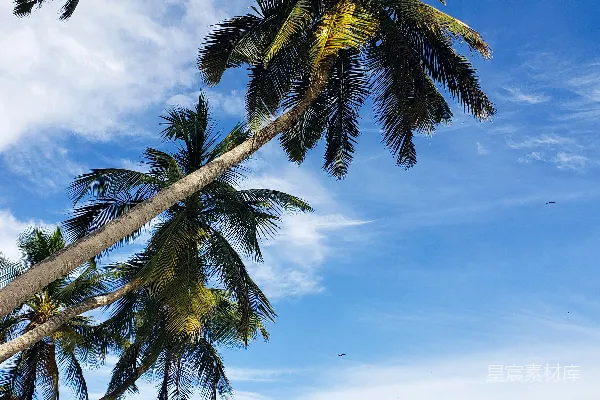 高清摄影 前景为棕榈树的海滩景色