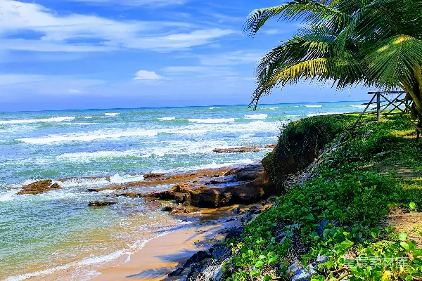高清摄影 海边绿色的棕榈树在蓝天白云下白天景色