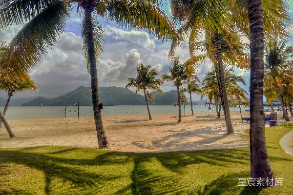高清摄影 海边绿色草地上椰子棕榈树白天的景象