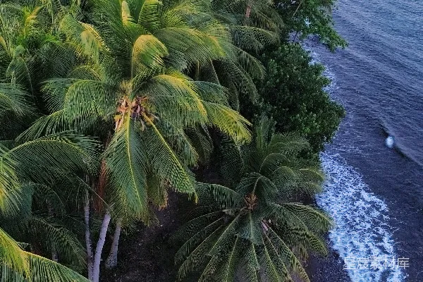 高清摄影 海滩上空俯视的场景，棕榈树环绕