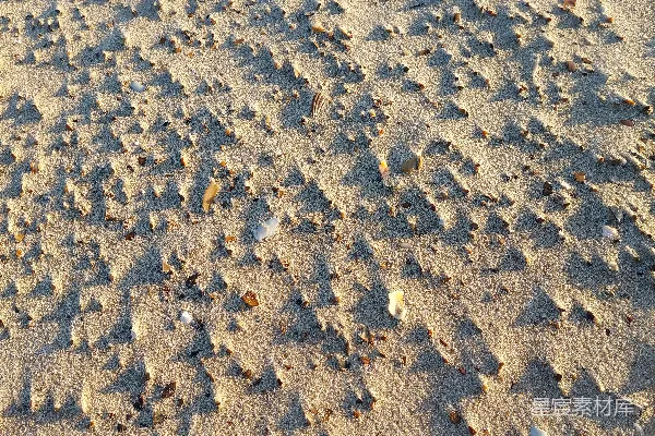 高清摄影 一只狗正在海滩上带着飞盘散步。