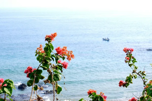 高清摄影 花儿在一片宁静的海景之上绽放。