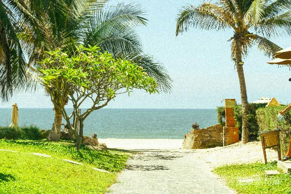 高清摄影 一条通往海滩的道路，两旁是棕榈树