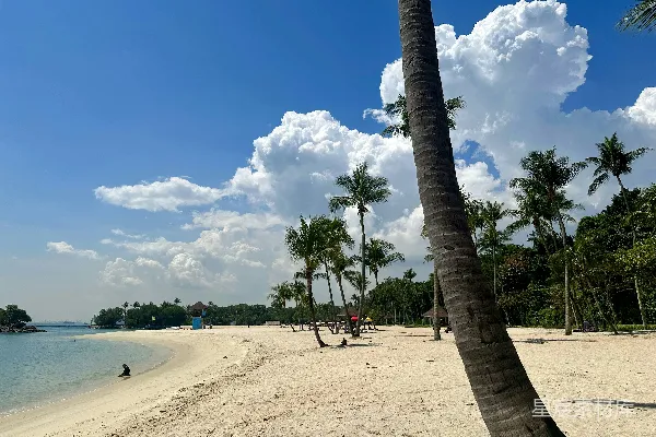 高清摄影 一棵棕榈树下的海滩以及其上的人们。