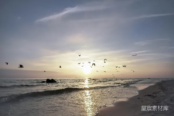 高清摄影 一群鸟飞过海洋