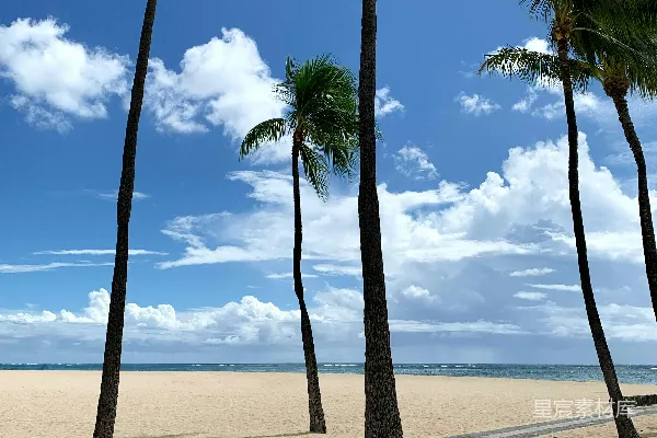高清摄影 海滩上的棕榈树在白天