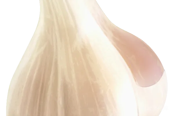 元素素材 大蒜