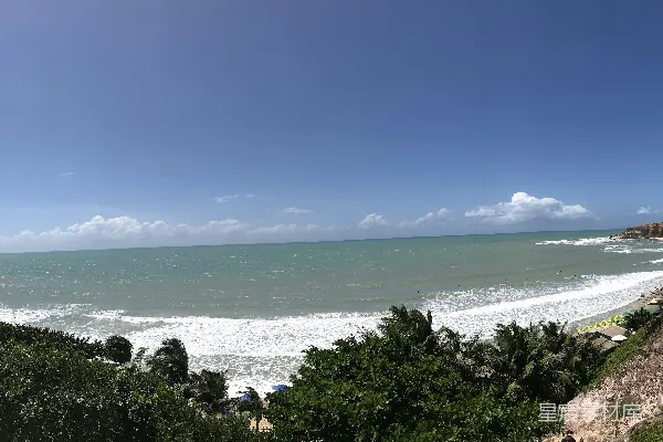 高清摄影 白天海边附近的绿树