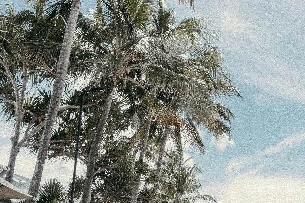 高清摄影 白天棕榈树附近有一片水域