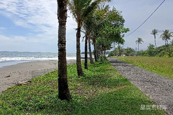 高清摄影 路边的海滩上有椰子树排成一行。
