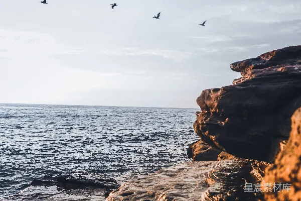 高清摄影 白天海鸥在海上飞翔