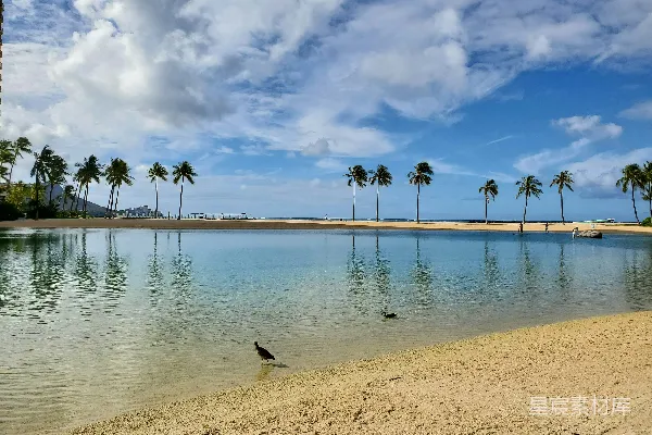 高清摄影 白天黑鸟飞过海滩