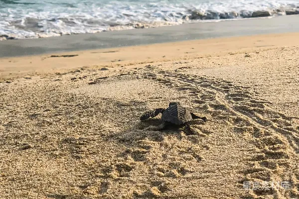 高清摄影 海滩上的乌龟