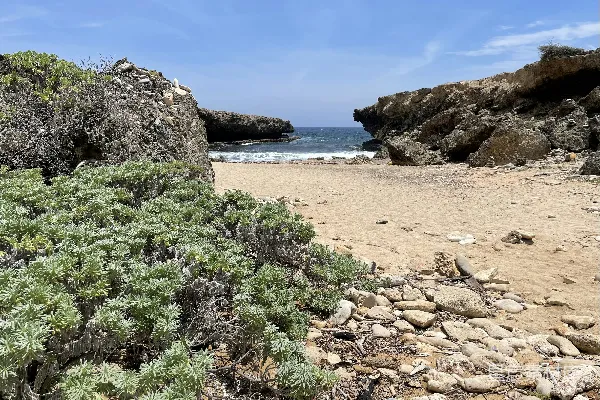 高清摄影 一块布满岩石和植物的海滩